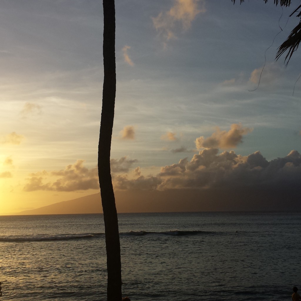 maui palm tree